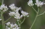 Roundleaf thoroughwort